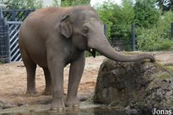 Dublin Zoo