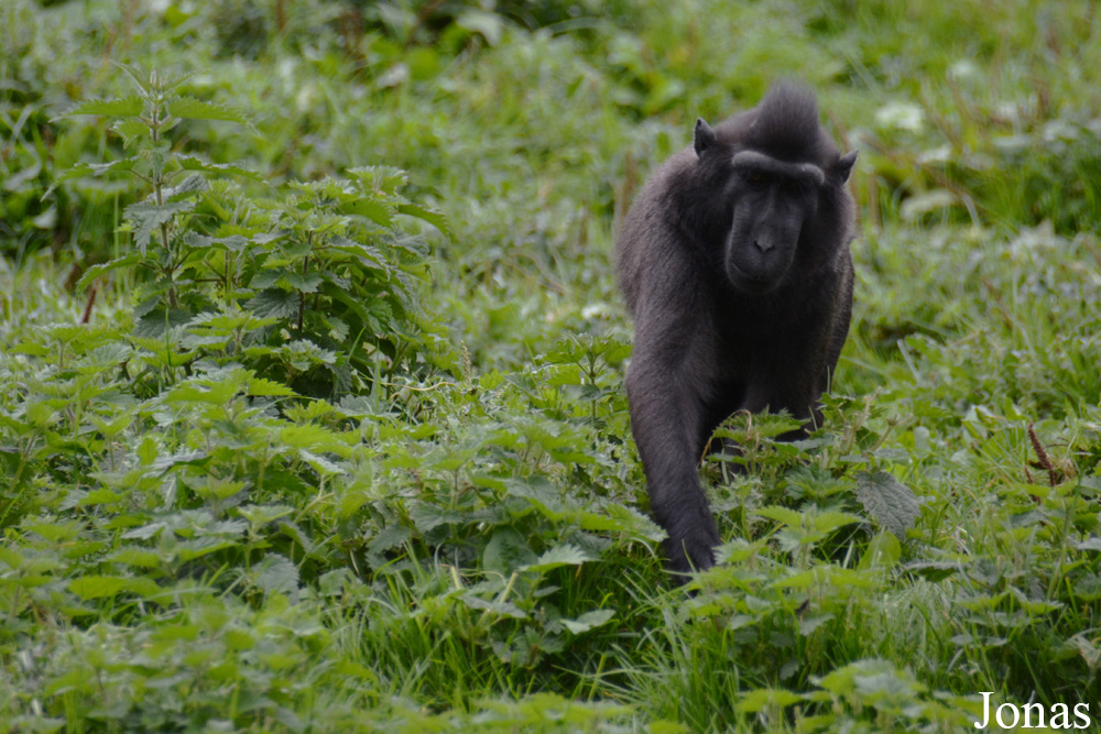 Dublin Zoo