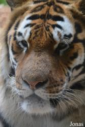 Dublin Zoo