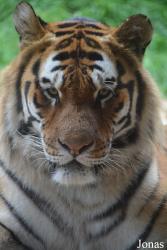 Dublin Zoo