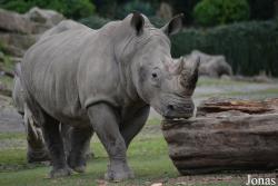 Dublin Zoo
