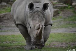 Dublin Zoo
