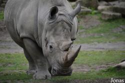 Dublin Zoo