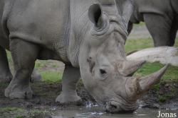 Dublin Zoo