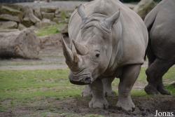 Dublin Zoo