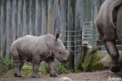 Dublin Zoo