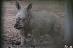Dublin Zoo