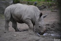 Dublin Zoo