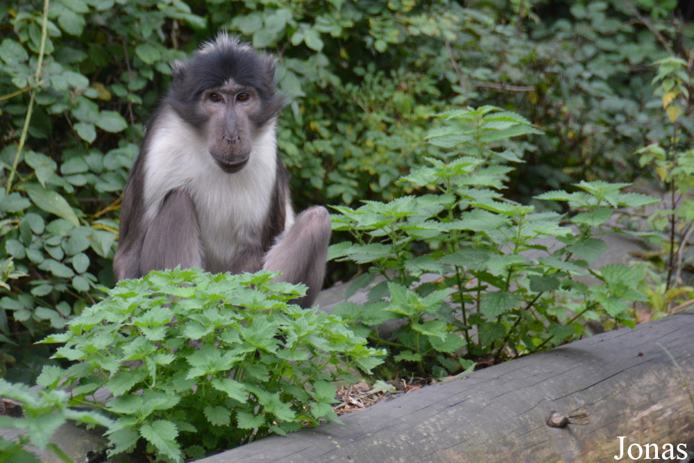 Dublin Zoo