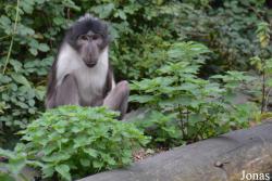 Dublin Zoo