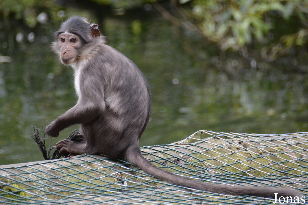 Dublin Zoo