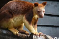 Dendrolagus goodfellowi