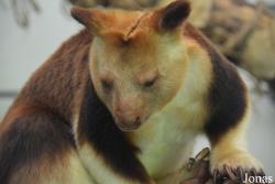 Belfast Zoological Gardens