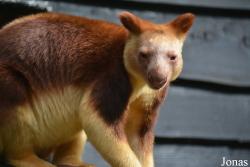 Belfast Zoological Gardens