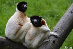 Belfast Zoological Gardens