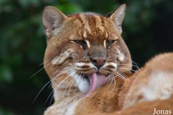 Belfast Zoological Gardens