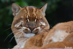 Belfast Zoological Gardens