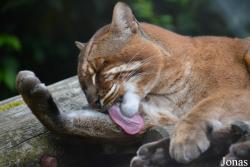 Belfast Zoological Gardens
