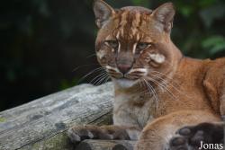 Belfast Zoological Gardens