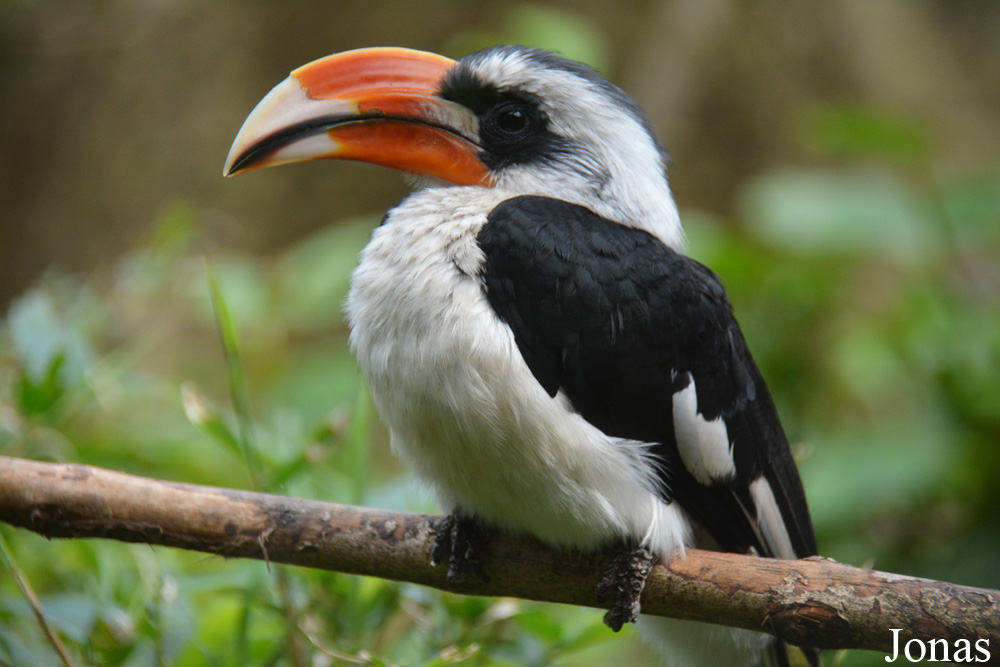Belfast Zoological Gardens