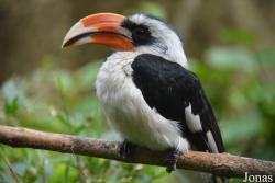 Belfast Zoological Gardens