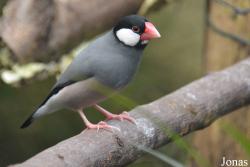 Belfast Zoological Gardens