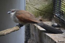 Belfast Zoological Gardens