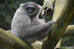 Belfast Zoological Gardens