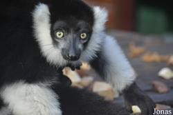 Belfast Zoological Gardens