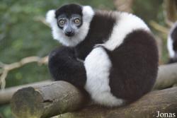Belfast Zoological Gardens