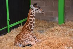 Belfast Zoological Gardens