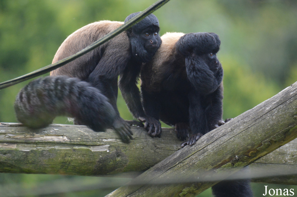 Belfast Zoological Gardens
