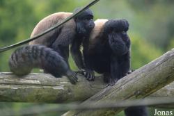 Belfast Zoological Gardens