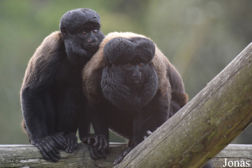 Belfast Zoological Gardens