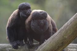 Belfast Zoological Gardens