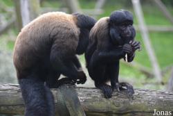 Belfast Zoological Gardens