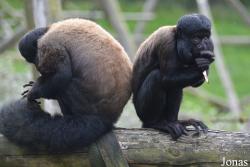 Belfast Zoological Gardens