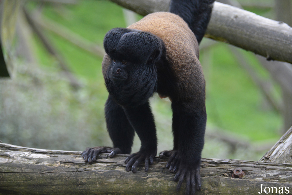 Belfast Zoological Gardens