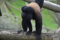 Belfast Zoological Gardens