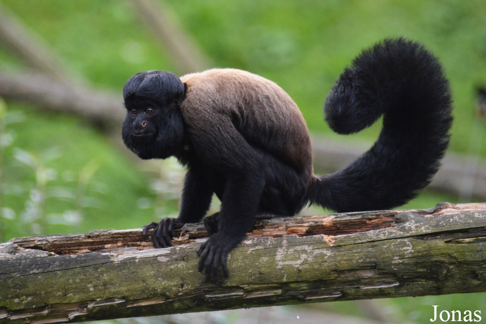 Belfast Zoological Gardens