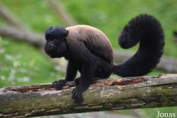 Belfast Zoological Gardens