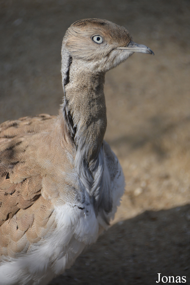 Ménagerie, le Zoo du Jardin des Plantes