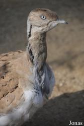 Ménagerie, le Zoo du Jardin des Plantes