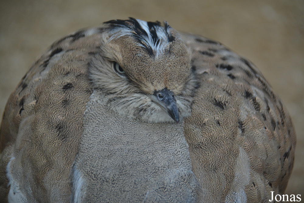 Ménagerie, le Zoo du Jardin des Plantes