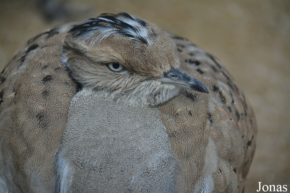Ménagerie, le Zoo du Jardin des Plantes