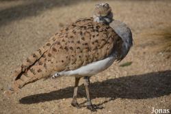 Ménagerie, le Zoo du Jardin des Plantes