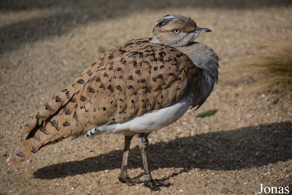 Ménagerie, le Zoo du Jardin des Plantes