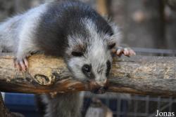 Ménagerie, le Zoo du Jardin des Plantes