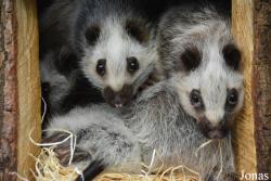 Ménagerie, le Zoo du Jardin des Plantes