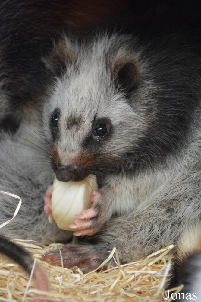 Ménagerie, le Zoo du Jardin des Plantes